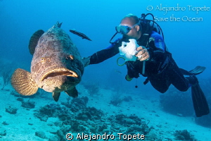 Goliat Grouper with Diver, Gardens of the Queen by Alejandro Topete 